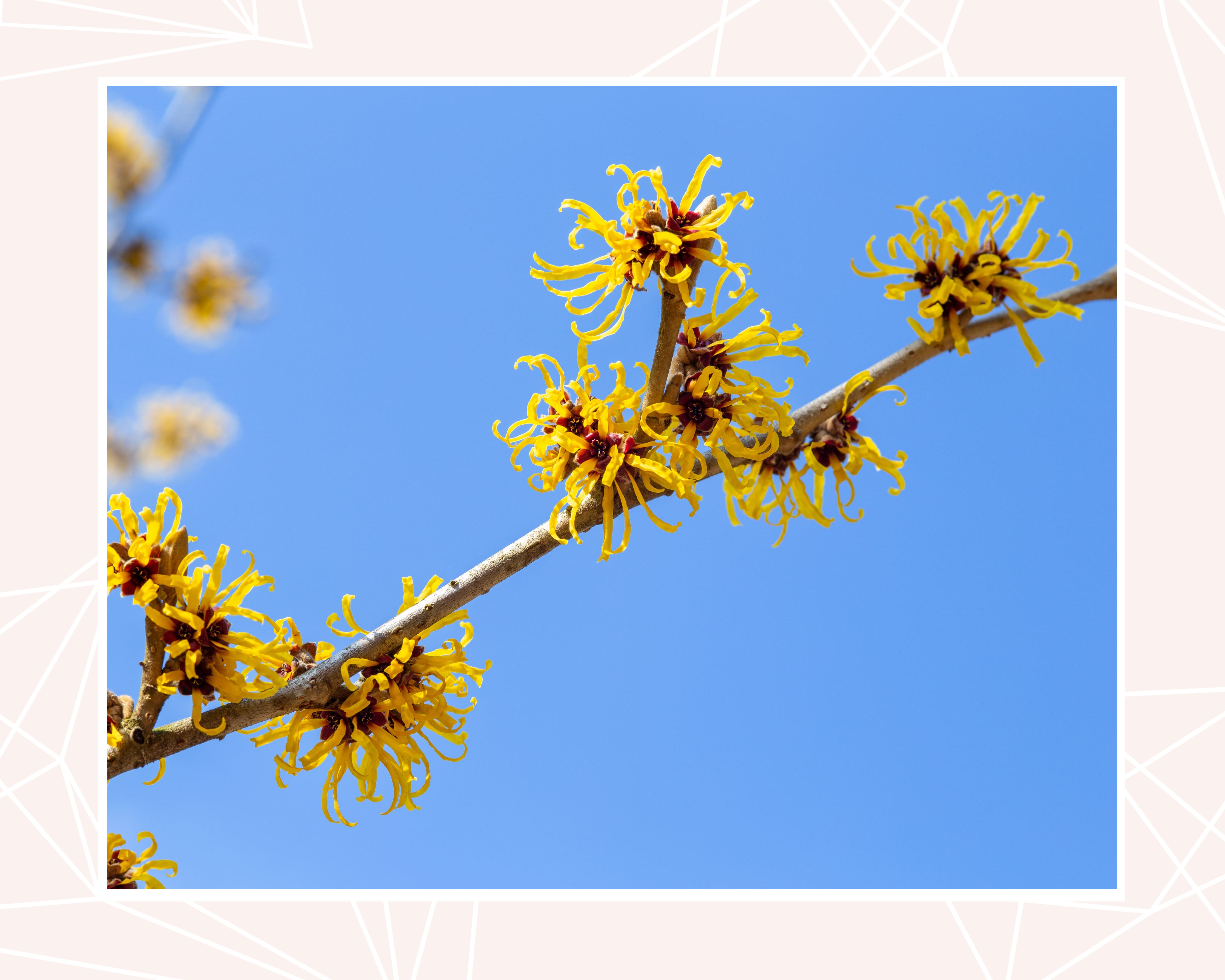 5 Powerful Skincare Ingredients to Combat Acne